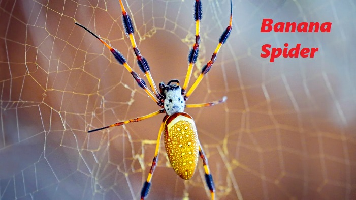 Banana Spider