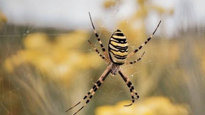 Banana Spider