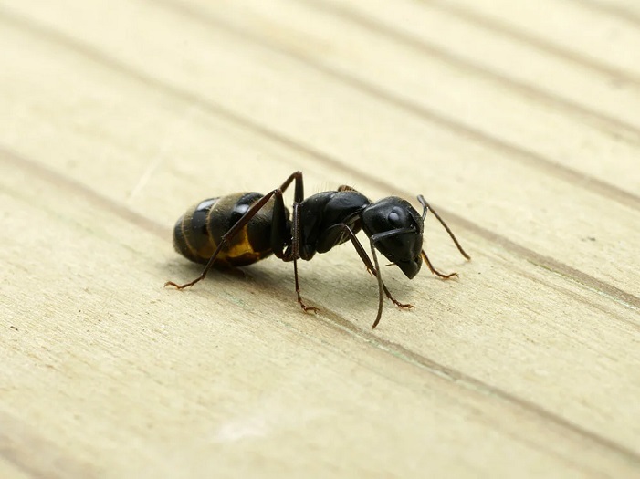 how to get rid of carpenter ants