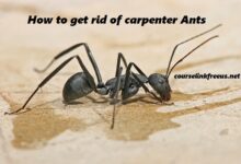 how to get rid of carpenter ants