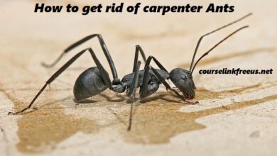 how to get rid of carpenter ants