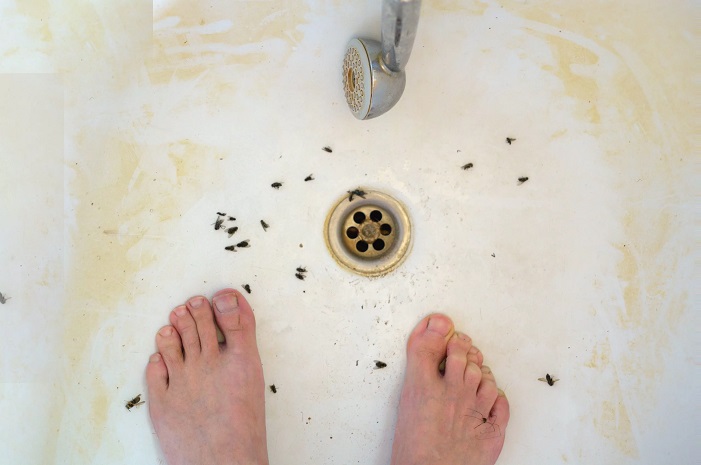 how to get rid of drain flies