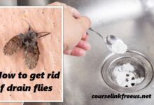 how to get rid of drain flies