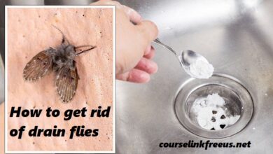 how to get rid of drain flies