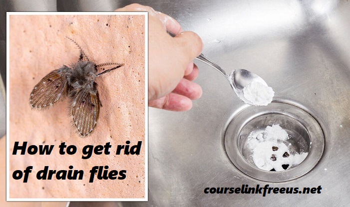 how to get rid of drain flies